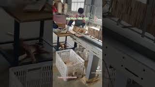 Máy cắt vạch phấn, loại bỏ khuyết tật, mắt gỗ … Woodmaster