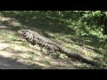 jamás te acerques a un lagarto gigante costanera sur buenos aires.