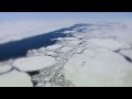 Arctic animals and Global Warming 
