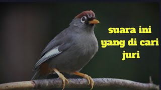 Download lagu suara pikat poksay mandarin !! suara ini yang paling di cari cari.. mp3 Download lagu suara pikat poksay mandarin !! suara ini yang paling di cari cari.. mp3