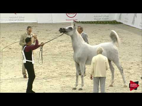 N 176 FERMATA   Sharjah International 2019