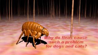 Understanding Flea and Tick Control