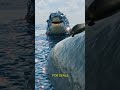Why Seals Love Sitting On The Bows Of Ships 🤨
