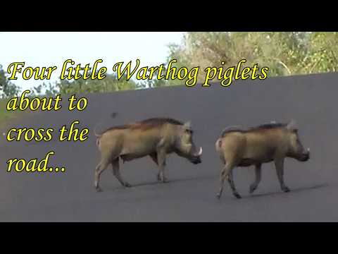 Four little Warthog piglets about to cross the road