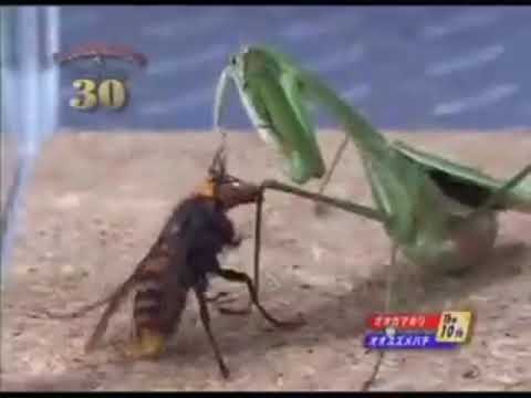 louva a deus vs vespa gigante