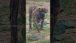 PRESA CANARIO El RINCÓN DE BAIRA