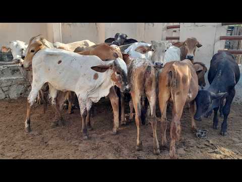 Garrotes a venda em Vertentes Pernambuco todos os sábados 530hrs da manhã 24/10/2026