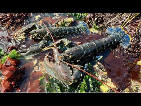 Coastal Foraging & Tide pools - Shoreline Forage for Lobster, Crab, Sea Creatures | The Fish Locker