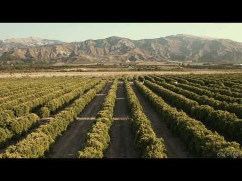 Avicii ft Aloe Blacc - Wake Me Up (clean edit version)