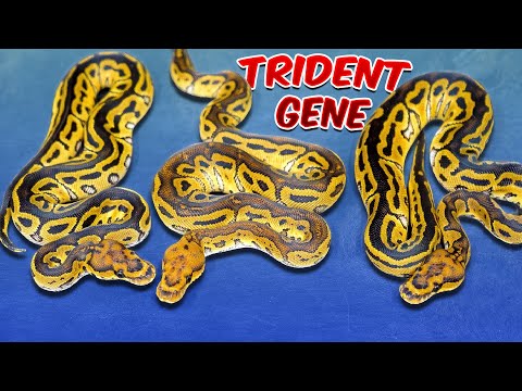 The NEW Trident Clown Combos!