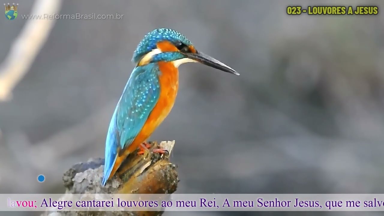 Vídeo: 023 - LOUVORES A JESUS (Novo Hinário Estilo Karaokê)