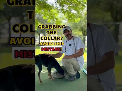 The ONE THING You're Doing Wrong With Your Dog's Collar