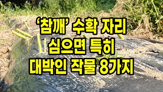 참깨 수확 자리 심으면 특히 대박인 작물 8가지