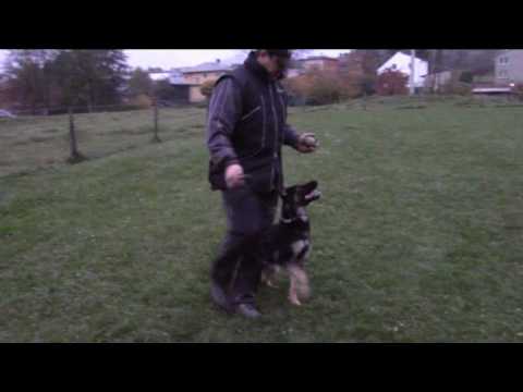 Corby Greymary - 7 months - obedience