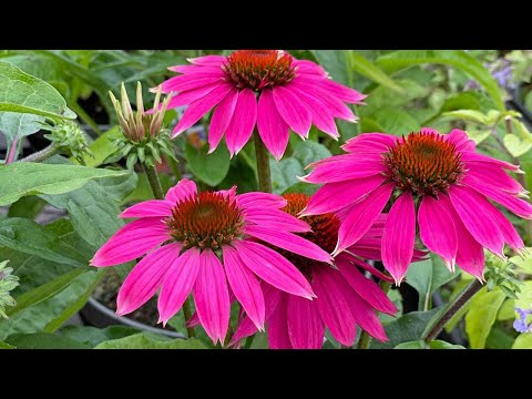 9 Amazing Uses For Echinacea (It’s More Than Just A Tea)