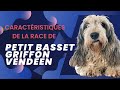 The Best 14 Race De Petit Chien Griffon