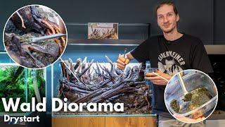 Drystart im Wald Diorama Aquarium - IAPLC 2024 Platz 24