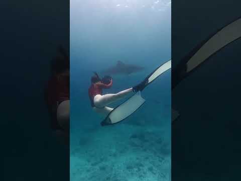 Salve nossos tubarões com o biólogo marinho @mads_ocean