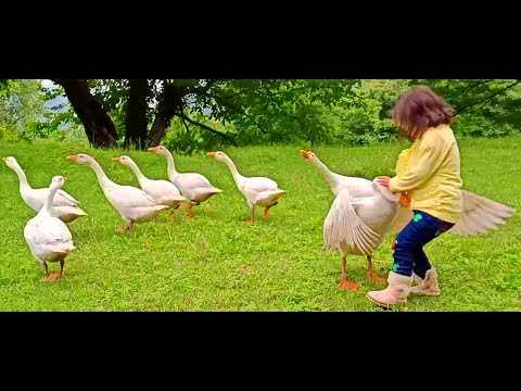 Funny Goose Chasing Kids And Attacking | goose attack | cute ducks