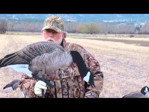 Hunters Showcase with Real Geese Decoys