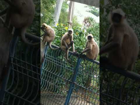 em bava...monkey 👌👌🤣🤣 #funny #comedy