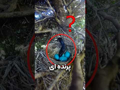 Why can't snakes eat this bird's eggs?😳