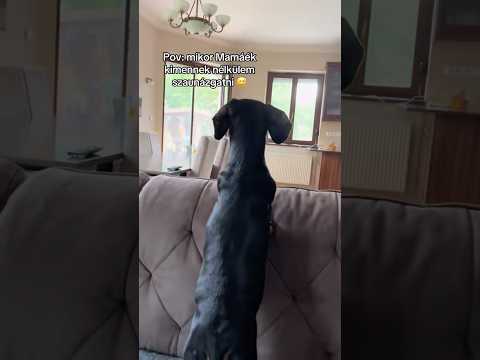 Mi az hogy nélkülem? 😆🥹❤️🐾 #foryou #pajti #tacskó #dachshund #funny #shorts