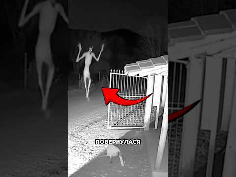 🤯😂ЧУПАКАБРА повернулася!