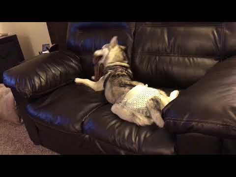 6 month old Siberian Husky Mia falls off couch