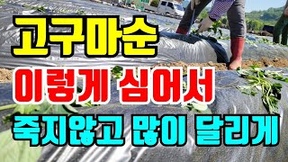 고구마순 심은후 잎이 마르지않고 많이 달리게 심는요령