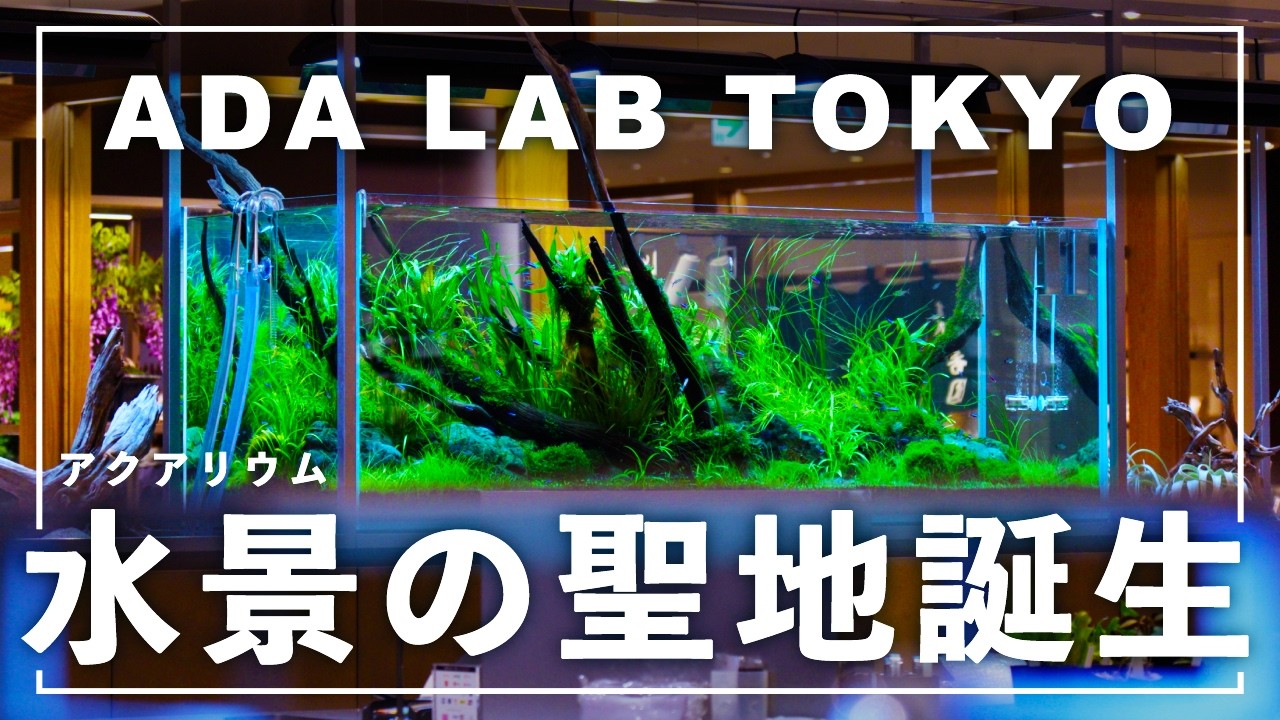 【ADA LAB TOKYO】日本最大級!? アクアリウム・パルダリウム・植物好きのための楽園が誕生！ADAの、ネイチャーアクアリウムの第二の聖地を紹介！