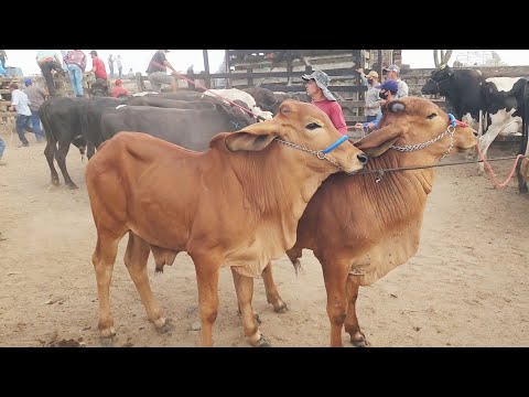 FEIRA DO GADO EM CAPOEIRAS-PE   12-12-2025 #nordeste