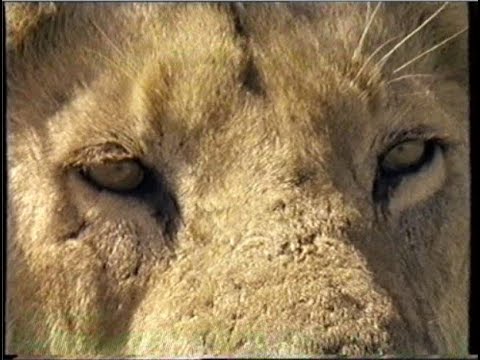 Leijona - kissaeläinten kuningas