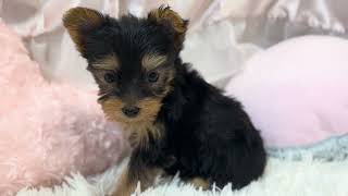 ヨークシャーテリアの動画01