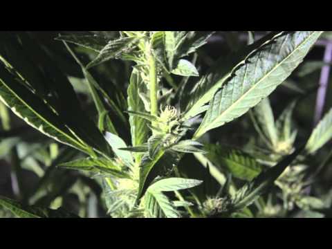 Loud - Joshua Compton ft. IcY-T(SoTattedBoys)