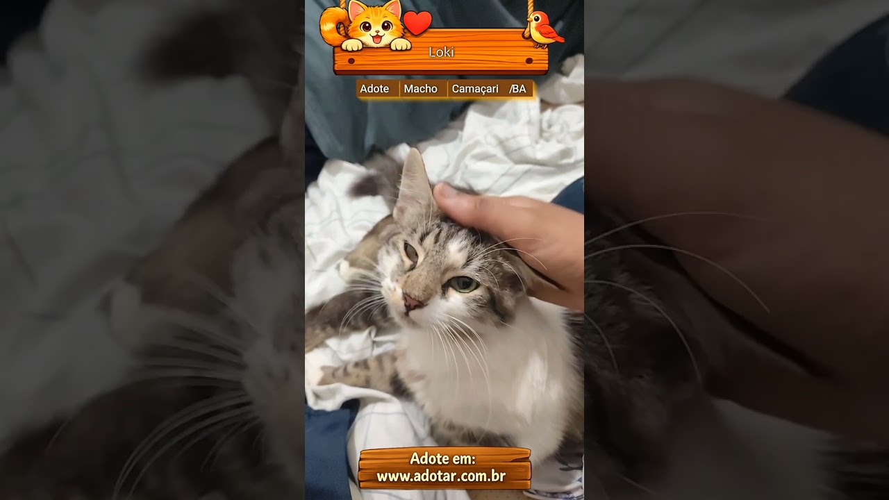 Gato raça SRD-ViraLata idade 1 ano nome Loki
