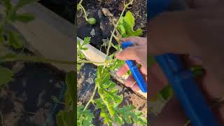 How to prune a watermelon plant  for beginners  qu