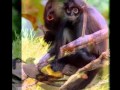 Digby Richards Spunky Monkey