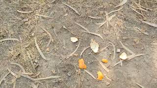 Download lagu Portrait Video Nanny Canon EosR5   RF85 f1.2L DS............ mp3