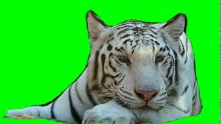 Download lagu White Tiger Green Screen / Kinemaster /Chroma Key mp3