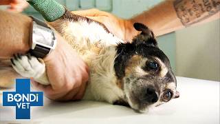 Fears For Tiny Dog After Traumatic Attack | Bondi Vet Double Episode