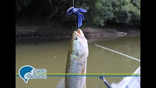 Iscando a Brave Craw Tube