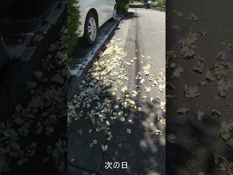 剪定不要の低木 種なし メンテナンスが簡単 帯葉の果皮