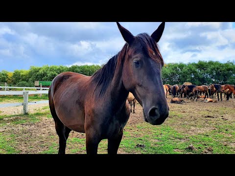 Agritourism farm "Jędruś" in Słajszewo, Poland