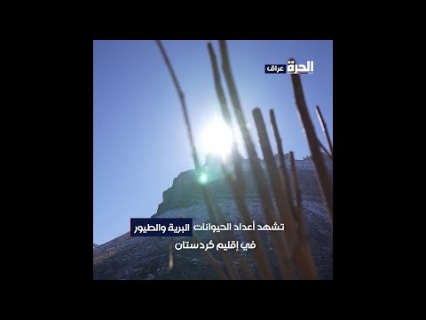 شاهد بالفيديو.. تعرف على أسباب تراجع أعداد الحيوانات البرية في كردستان
