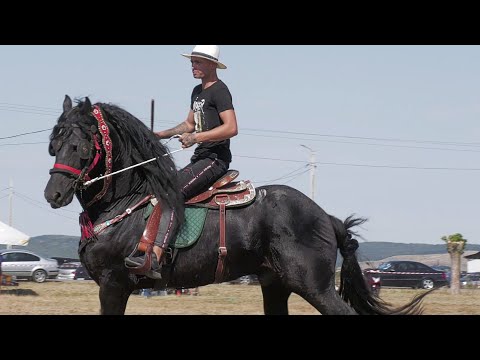 Armăsarii domnului Cristea Nicu de la Bogei - Bihor 2021