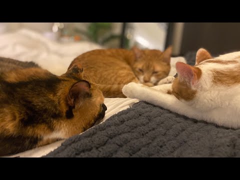 Cat Sibling Bonding With Winnie and Russell (Incl. A Special Smack From Russ) | CatManJohn
