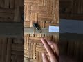 Guy Uses a Cicada as a Bell