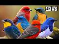 Vibrant Avian Wonders Relaxing Nature Sounds Exotic Birds Stress Relief Flycatcher Calm