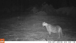 Male Mountain Lion marking territory and calling for a mate.